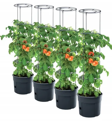 Produktbild von Prosperplast IPOM400 Tomatentopf Anthrazit 4er-Set