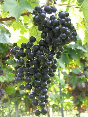 Produktbild von Vitis vinifera Muscat Bleu blaue Weinrebe Tafeltraube mehltauresistent