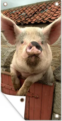 Produktbild von MuchoWow® 30x60 cm Outdoor-Poster Gartendeko Sichtschutz Garten Poster für den Garten  Schwein - Rosa - Tier