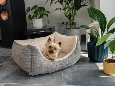 Immagine prodotto di TrendPet VitaBed Classic letto ortopedico per cani beige (60x50x25cm)