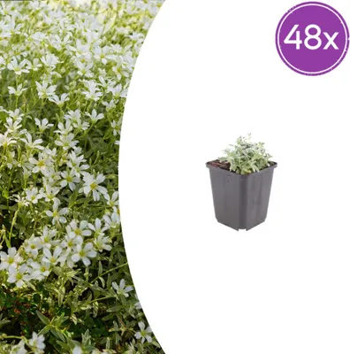 Image de Cerastium tomentosum | 48 pièces - 10-25cm - Ø9cm - Plante de jardin