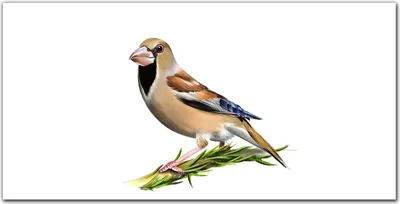 Produktbild von Coloray Küchenrückwand 140x70 Spritzschutz aus Glas - Tier Vogel