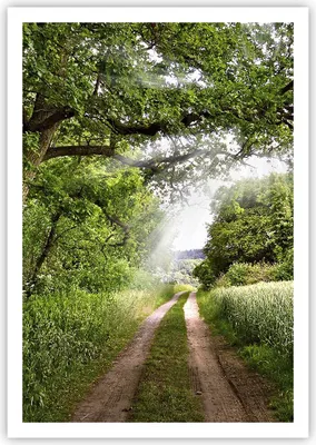 Produktbild von Poster - Poster ohne Rahmen - Pfad Natur Wald Grün - 70x100 cm - Wand Bild - Wanddeko - Wandbilder - Kunstposter - Wandposter - Bilder - Kunstdruck - Wanddekoration - Wandbild - P2XPA70x100-2637