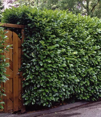 Produktbild von BALDUR Garten immergrün Kirschlorbeer-Hecke, 1 Pflanze, Prunus Caucasica, winterhart, mehrjährig, immergrün, Sichtschutz, Prunus Caucasica, Heckenpflanze