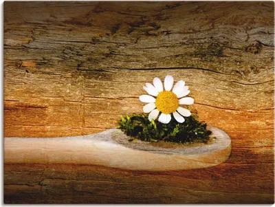 Produktbild von ARTland Leinwandbild Kamille Größe: 60x45 cm