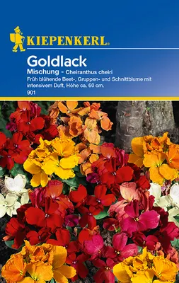 Produktbild von [STREICHUNG 2025] Cheiranthus Goldlack Mix | Blumensamenmischung von Kiepenkerl