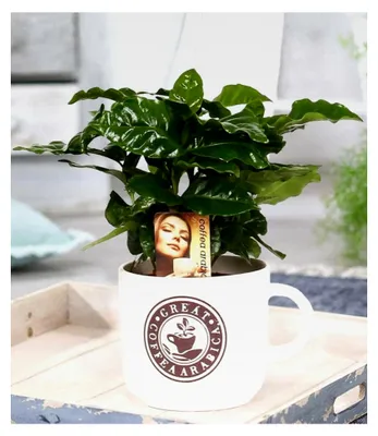 Produktbild von Coffea Arabica im Keramiktopf, Pflanze im 12 cm-Topf, Kaffee-Pflanze, Kaffeebaum, Kaffeestrauch, Zimmerpflanze, Grünpflanze, duftende Blüten, mehrjährig - frostfrei halten