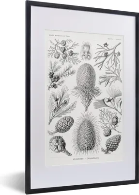 Produktbild von MuchoWow® Gerahmtes Poster Koniferen - Ernst Haeckel - Kunst - Retro - Illustration - Natur 40x60 cm - Poster mit Schwarzem Bilderrahmen Wandposter Rahmen Foto Bilder - Poster in Rahmen