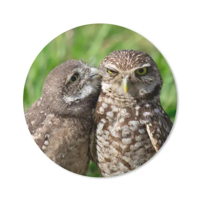Produktbild von MuchoWow® Mauspad Mousepad Eulen - Vögel - Gras 20x20 cm - Mousepads - Maus Mat - Pad - Mausunterlage - Schreibtischmatte
