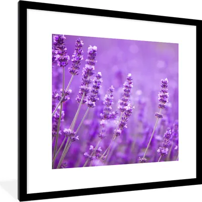 Produktbild von MuchoWow® Gerahmtes Poster Lavendel - Nahaufnahme - Blumen - Lila 40x40 cm - Poster mit Schwarzem Bilderrahmen Wandposter Rahmen Foto Bilder - Poster - Plakat im Rahmen