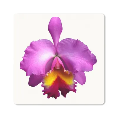 Produktbild von MuchoWow® Mauspad Mousepad Nahaufnahme Orchidee 20x20 cm - Mousepads - Maus Mat - Pad - Mausunterlage - Desk Mat - Bureauartikeln