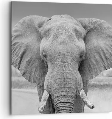 Produktbild von Bild auf Leinwand - Leinwandbild - Einteilig - Elefant Afrika Tier - 70x70cm - Wand Bild - Wanddeko - Wandbilder - Leinwanddruck - Bilder - Wanddekoration - Leinwand bilder - Wandbild - AC70x70-5072