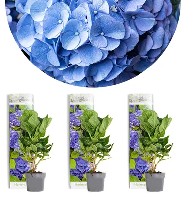 Immagine prodotto di Set di 3 piante di *Hydrangea macrophylla* "Early Blue", ortensie, altezza 20-30 cm