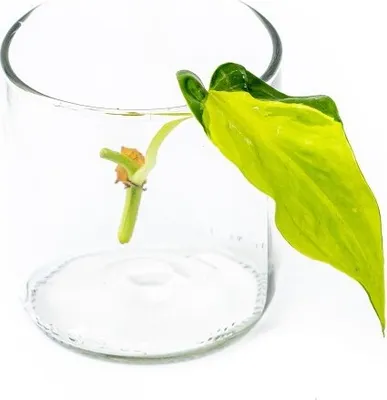 Obrázok produktu pre Gardners Philodendron scandens Brasil - odrezky na zakorenenie