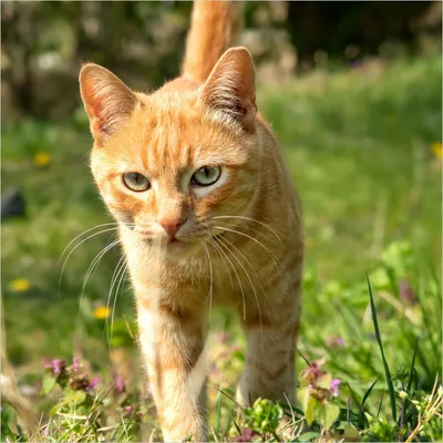 Produktbild von Wallario Memoboard Magnettafel aus Glas, Größe 50 x 50 cm, Motiv Neugierige Katze im Gras