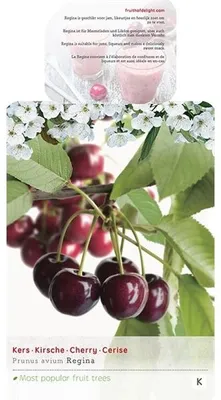Produktbild von Süßkirsche 'Regina' ca. 120 cm Prunus avium 'Regina' - selbstfruchtend