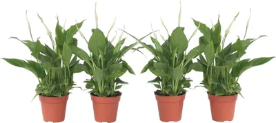 Zdjęcie produktu dla Skrzydłokwiat - 4 szt - Spathiphyllum 'Torelli' - Wysokość 30-45cm - ⌀12cm