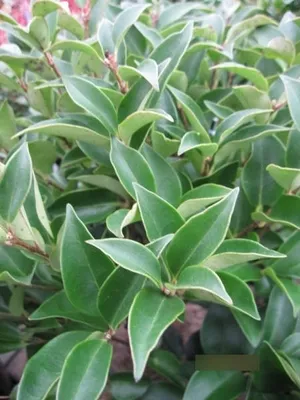 Produktbild von Ligustrum japonicum Korean Dwarf - Zwergliguster 30-40