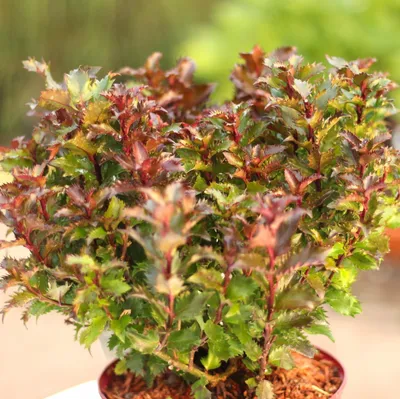 Obrázek produktu pro Cesmína Ilex Meserveae Little Rascal kompaktní 15–20 cm dobře mrazuvzdorná