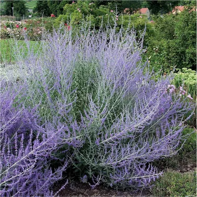 Produktbild von Stauden Gänge 3 x Perovskia atriplicifolia 'Blue Spire' - Blauraute - Duftende Eleganz in sanften Blautönen - toller Duft - Winterhart - Mehrjährig