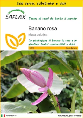 Immagine prodotto di SAFLAX Insieme di coltivazione - Banano rosa - 8 semi - Musa