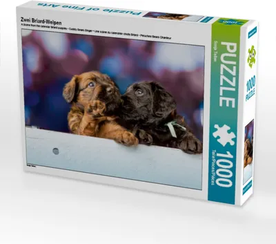 Produktbild von Calvendo Zwei Briard-Welpen 1000 Teile Puzzle quer 640x480mm, Teßen Sonja; 7321333
