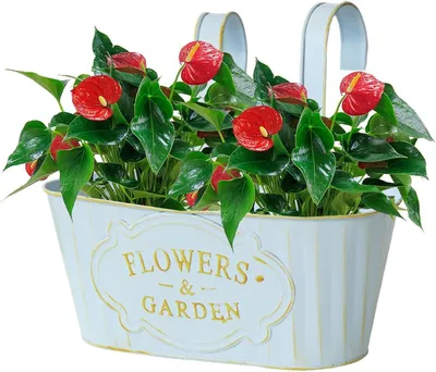 Produktbild von Geländer-Blumenkästen für Terrassen Metall-Blumenbehälter | Über-Geländer-Blumenkasten für Mieter, Gärtner, Zuhause, Balkon,, Terrasse,, Garten, Hof, Park