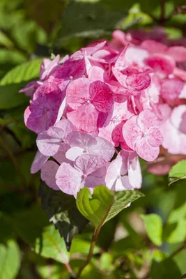 Zdjęcie produktu dla Hydrangea serrata 'Precious', Hortensja, różowo-korzenna, 40-60 cm