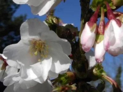 Produktbild von Kurilenkirsche Brillant - Prunus kurilensis Brillant 60-100cm
