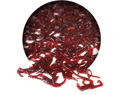 Produktbild von Bloodworm Frisch | Karpfen futter