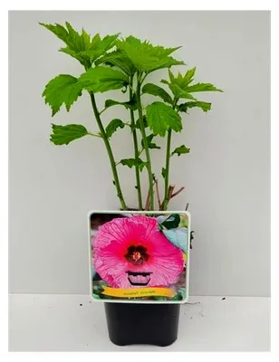 Produktbild von XXL Hibiscus moscheutos ‘Fantasia’ – Riesenhibiskus mit großen rosa Blüten, winterhart und mehrjährig, geeignet für Garten, Terrasse und Kübel