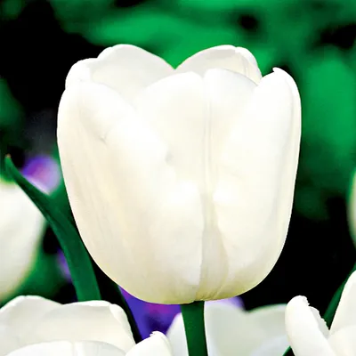 Zdjęcie produktu dla Tulipan Jan Paweł II 5 szt. Tulipany Cebulki Tulipanów Cebule