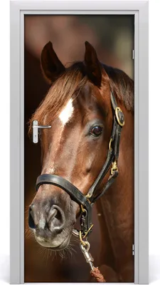 Produktbild von Tulup Türaufkleber 85x205 cm Dekorative Aufkleber Selbstklebend Wasserdichte Tapete Abnehmbar Schlafzimmer Wohnzimmer Wohnkultur - Portrait eines Pferdes
