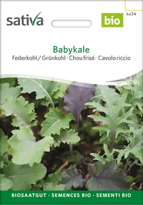 Artikelbild 2 von 'BIO Federkohl / Grünkohl Babykale' aus der Kategorie Grünkohlsamen