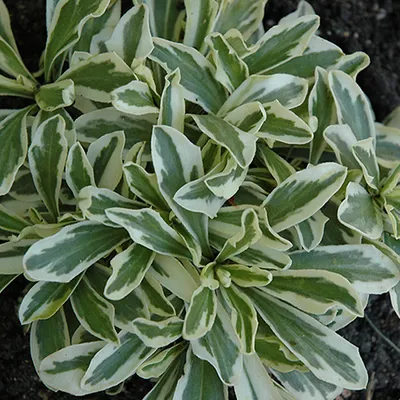 Produktbild von 6 x Gänsekresse  - Arabis ferdinadi-coburgii 'Variegata'  | Topf 9cm x 9cm