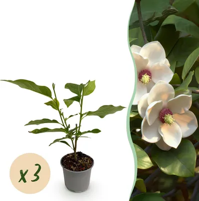 Image de Green boutiQ - Plante de jardin - Magnolia sieboldii - Fleurs blanches et rouges - 3 plants - À feuilles caduques - Peu d'entretien - Pot de 12 cm, hauteur 30 cm