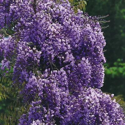 Produktbild von Wisteria floribunda Violacea Plena 2L