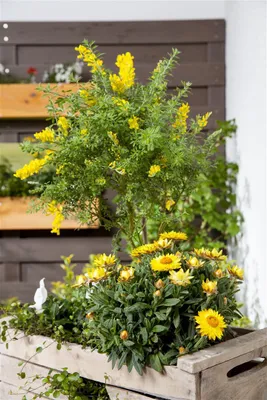 Produktbild von Cytisus nigricans 'Cyni', Schwarzginster, gelb, 30–40 cm