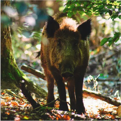 Produktbild von ARTland Wandbild Alu für Innen & Outdoor Wildschwein Größe: 30x30 cm