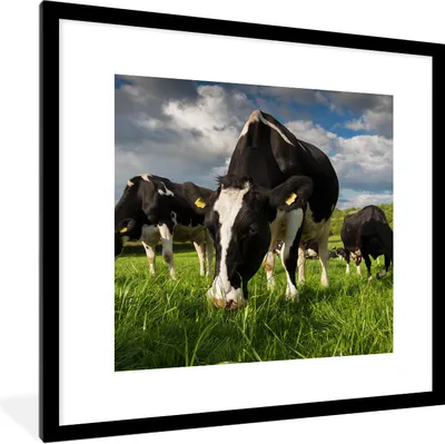 Produktbild von MuchoWow® Gerahmtes Poster Kühe - Natur - Gras - Tiere 40x40 cm - Poster mit Schwarzem Bilderrahmen Wandposter Rahmen Foto Bilder - Poster - Plakat im Rahmen