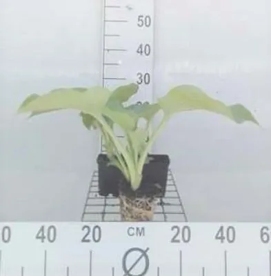 Obrázok produktu pre 6 x Hosta hybr. 'Blue Angel' - Hosta - kvetináč 9 x 9 cm