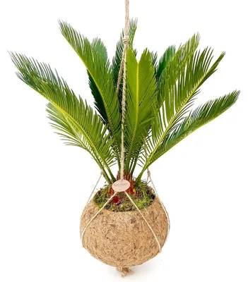 Obrázok produktu pre Kokodama Cycas revoluta (L)