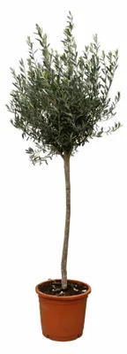 Produktbild von Olea Europaea am Stamm - Olivenbaum - 140-160cm - Ø24cm - Gartenpflanze