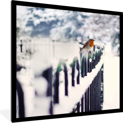Produktbild von MuchoWow® Gerahmtes Poster Rotkehlchen - Winter - Schnee 40x40 cm - Poster mit Schwarzem Bilderrahmen Wandposter Rahmen Foto Bilder - Mit Rahmen - Wanddekoration Schlafzimmer