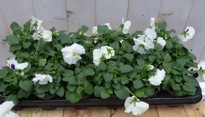 Productafbeelding van Grootbloemige violen wit 18 stuks in bak Viola Warentuin Natuurlijk