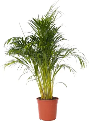 Produktbild von Goldfruchtpalme - Dypsis lutescens - Höhe 140-150cm - ⌀27cm