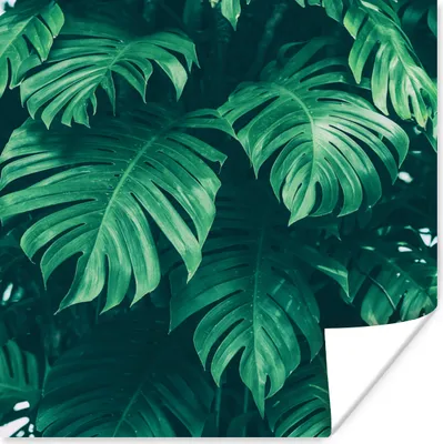 Produktbild von MuchoWow® Poster Monstera - Blätter - Pflanzen - Dschungel - Natur 75x75 cm - Wand Dekoration