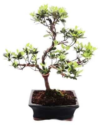 Image de Bonsaï d'extérieur Rhododendron simsii - Azalée 15cm