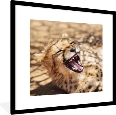 Produktbild von MuchoWow® Gerahmtes Poster Gepard - Tier - Nahaufnahme 40x40 cm - Poster mit Schwarzem Bilderrahmen Wandposter Rahmen Foto Bilder - Poster - Plakat im Rahmen