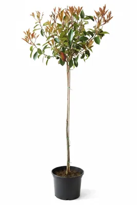 Produktbild von Photinia fraseri 'Red Robin", Glanzmispel Stämmchen, Gesamthöhe: 170-180 cm, Stammhöhe: 125 cm